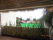 bambú