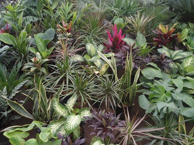 venta de plantas de sombra